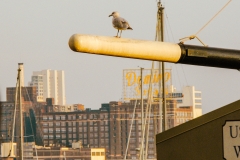 DmnoSugCgull_1400