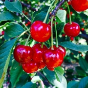 DCcherries