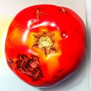 tomato_1148