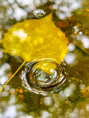 yellowPoplarLeaf_1224-1