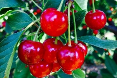 DCcherries