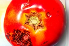 tomato_1148