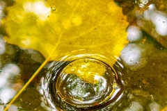 yellowPoplarLeaf_1224-1