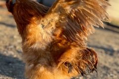PiggieFlap_1425