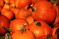 Pumpkins_1400