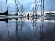 SstrBayReflexii_1522