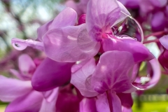 ApplBlsmBubl_2000