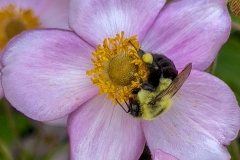 BeeFlor_1800