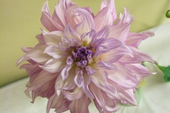 DahliaLavndr_1600