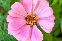 PinkFlor_1400