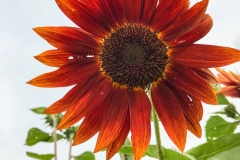RedSunflwr_1400