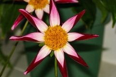StarryRedFlor_1400