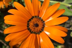 flower15-1200