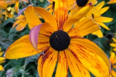 flower16-1200