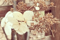 flower2-1200