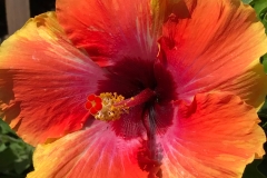 flower21-1200