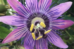 flower22-1200