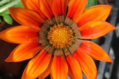 flower23-1200