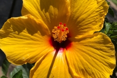 flower24-1200
