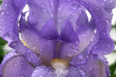 flower25-1200