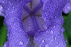 flower26-1200