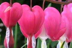 flower27-1200