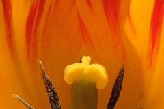 flower28-1200