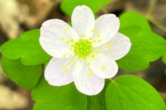 flower30-1200