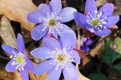 flower31-1200