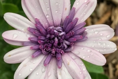 flower33-1200
