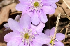 flower36-1200