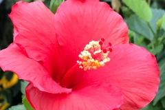 flower37-1200