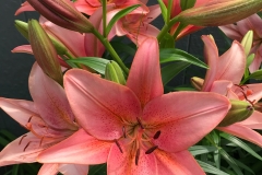 flower4-1200