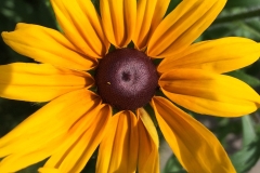flower7-1200