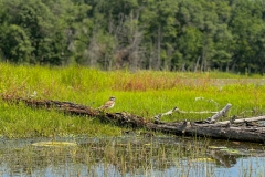 Killdeer_
