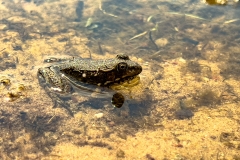 frog_
