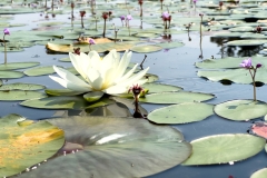 waterlily_i_