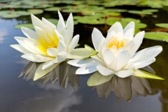 waterlily_ii_