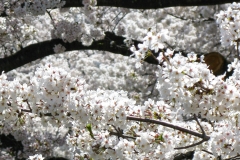 ChryBlsmLngBrnch_1400