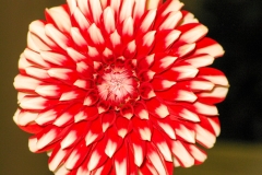 DahliaCrmsCrm_1400
