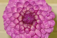 DahliaFuschia_1300
