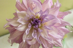 DahliaLavndr_1600