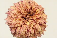 DahliaRdStrpdYellow_1400