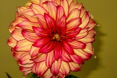 DahliaRdYlw_1300