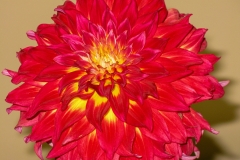 DahliaRedGld_1400