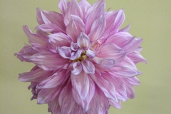 DahliaSoftPnk_1600