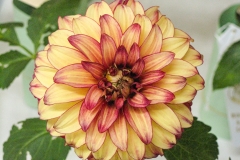 DahliaYlwRd_1500