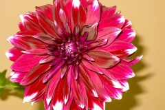 Dahlia_Fuchia_1400