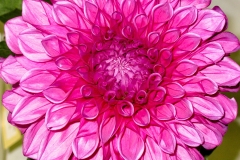 Dahlia_Mgnta_1200