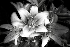 IMG_2791-scaled